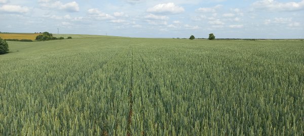 Définir les contours d'un projet agrivoltaïque en 3 études essentielles