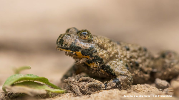 À la recherche du Sonneur à ventre jaune