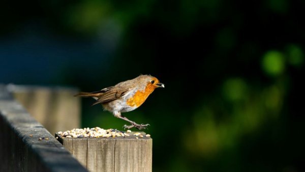 Biodiversité en danger :