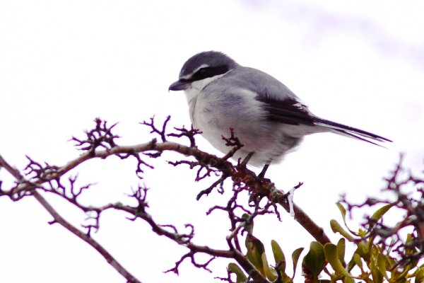 Biodiversité menacée en Méditerranée : inventaires et conseils de gestion