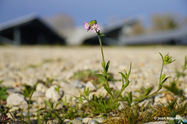 Une découverte botanique inattendue dans le Gard : 